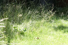 PROPERTY MAINTENANCE AND CODE ENFORCEMENT Borough of Somerset