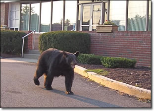 Bear at Borough Building